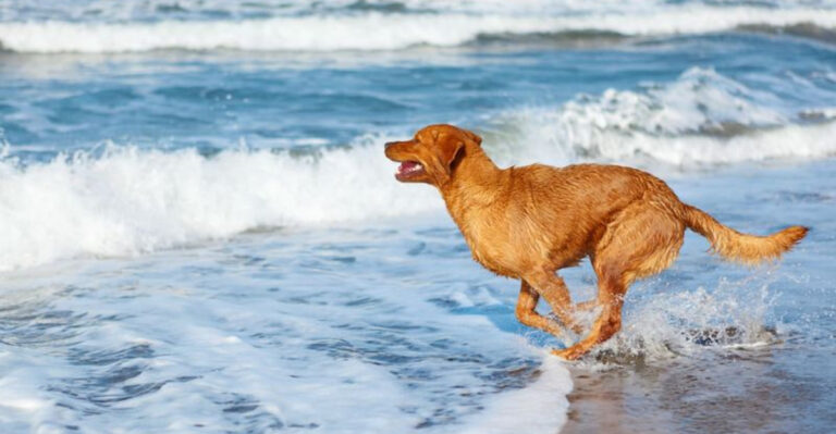 Top 11 Water-Loving Dogs Bred For Beach Life