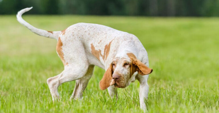 Top 12 New Dog Breeds You’ve Probably Never Heard Of