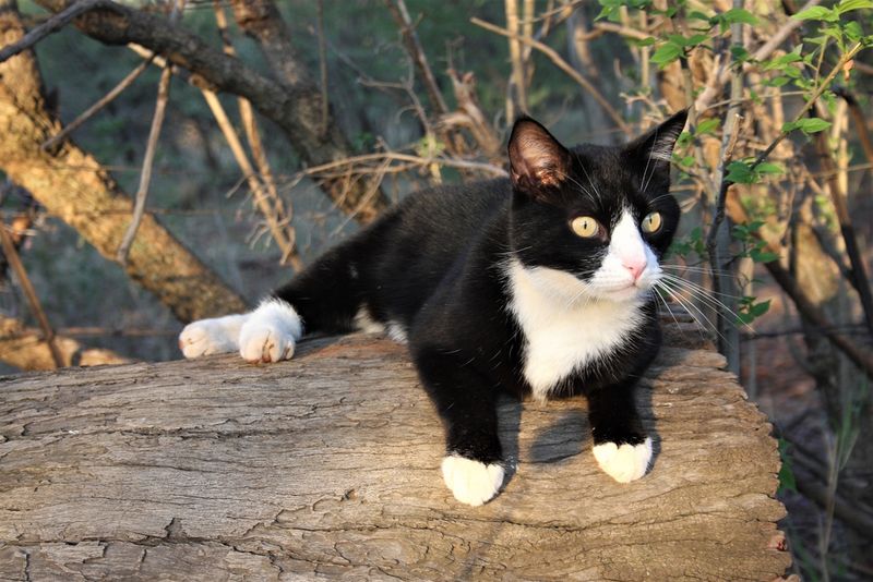 Bicolor (Tuxedo)