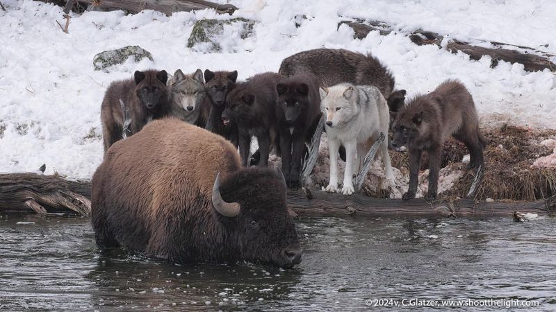 Keystone Species For Predators