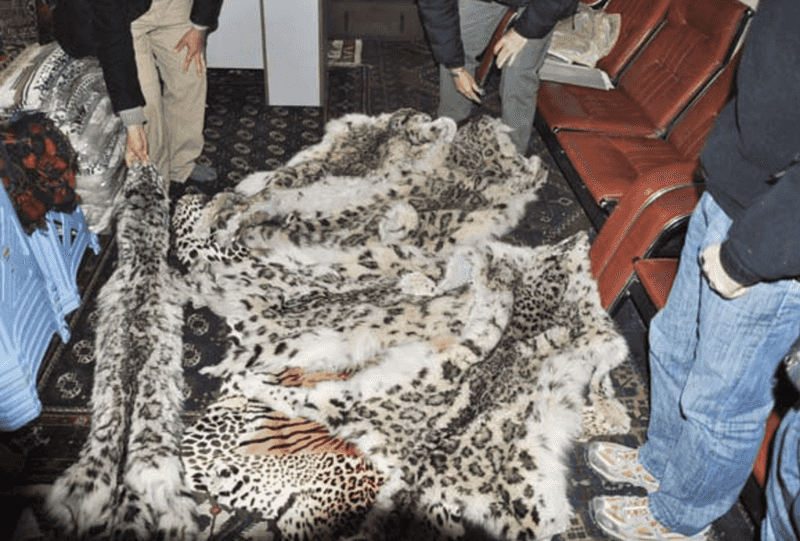 Poaching Driven by Urban Markets