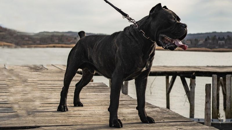 Powerful Cane Corso
