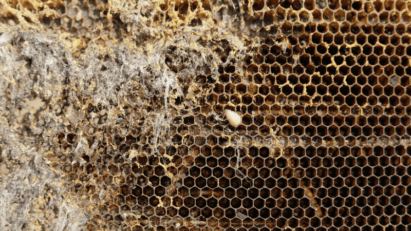 Fungal and Bacterial Sieges