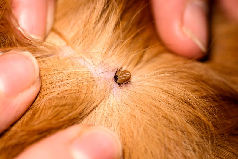 Red Flags: Spotting Tick-Related Illness