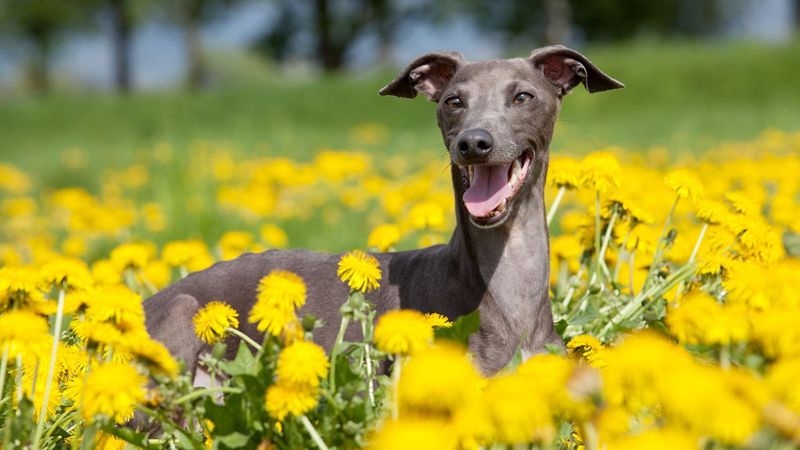 Italian Greyhound