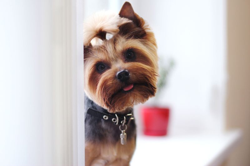 Yorkshire Terriers