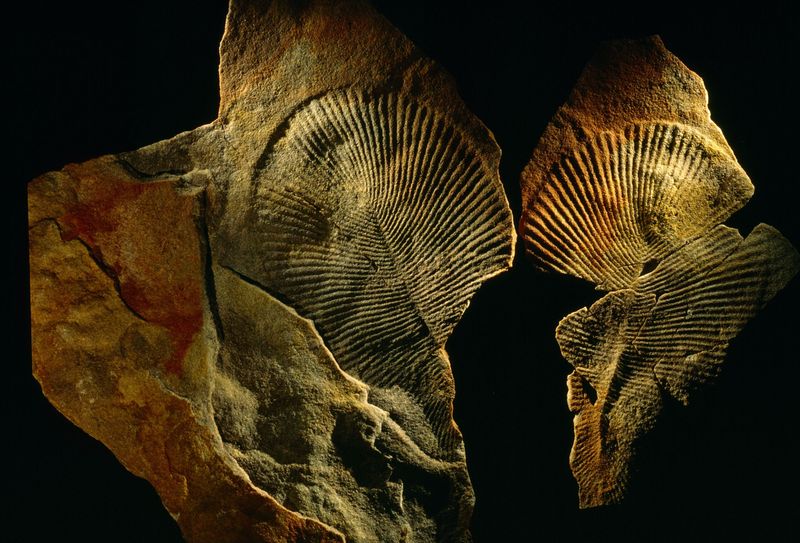 How The Fossil Was Preserved For Over Half A Billion Years