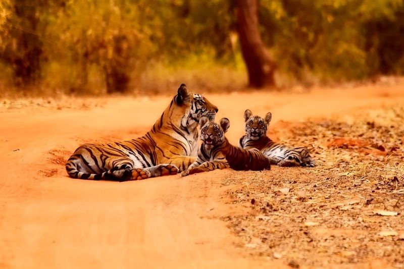 What This Means For Wildlife Conservation In India