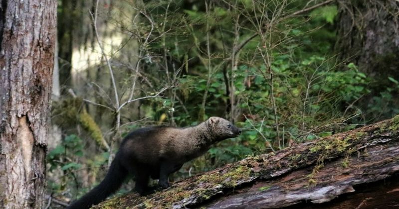 First Confirmed Sighting Since Late 1800s