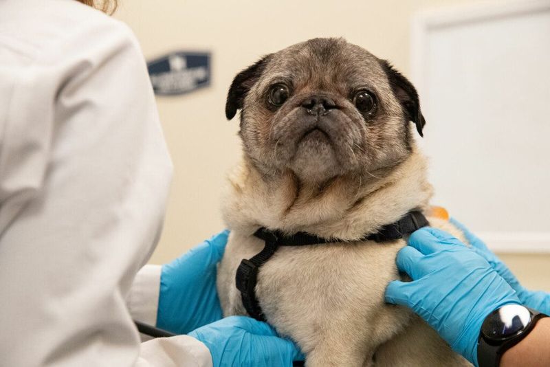 Pet Insurance From Day One