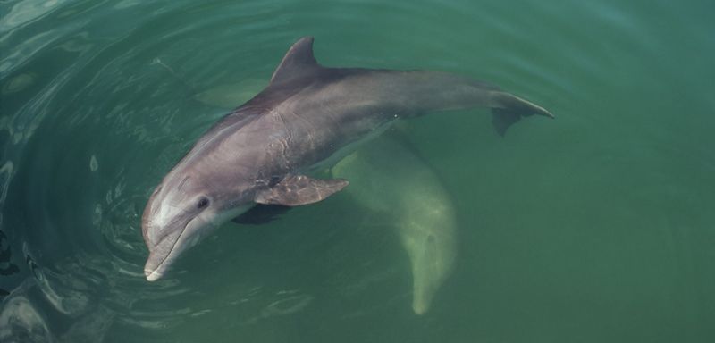 Bottlenose Dolphins' Mud Net Fishing