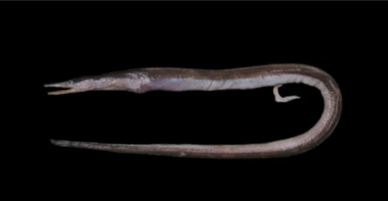 Trawlers Pull Up Bizarre Deep-Sea Eel Near India, Scientists Confirm It’s A New Species