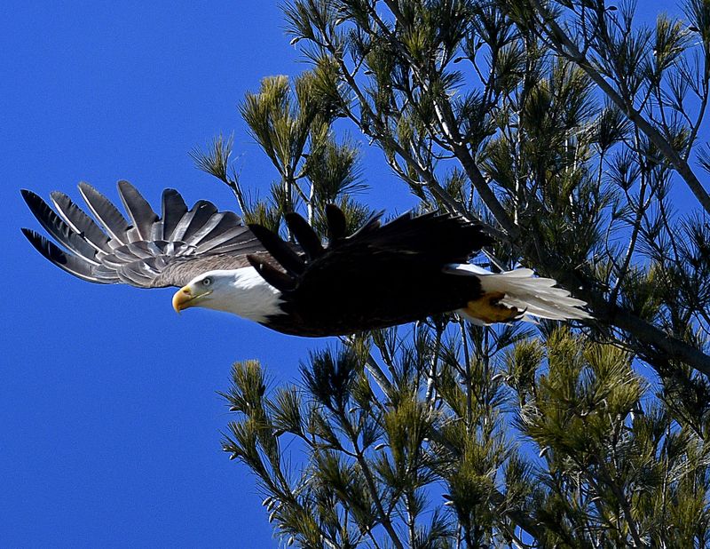 Look For Bald Eagles Soaring Over Forests Or Perched Near Water