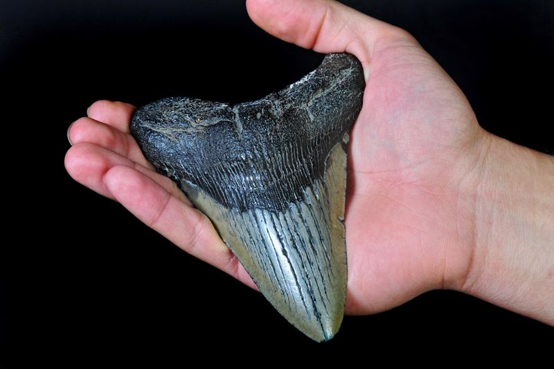 Megalodon Teeth Found Deep Inside Florida's Phosphate Mines