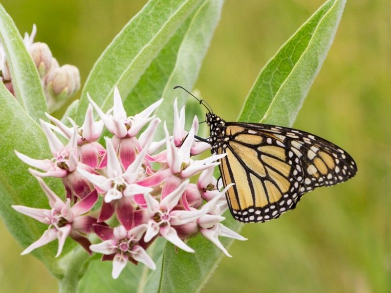 Showy Milkweed (Asclepias Speciosa)