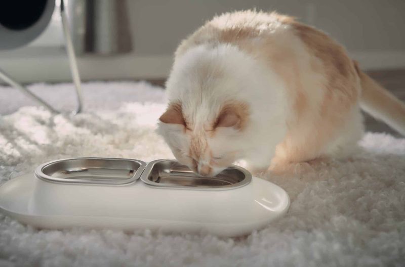 Flavor Their Water