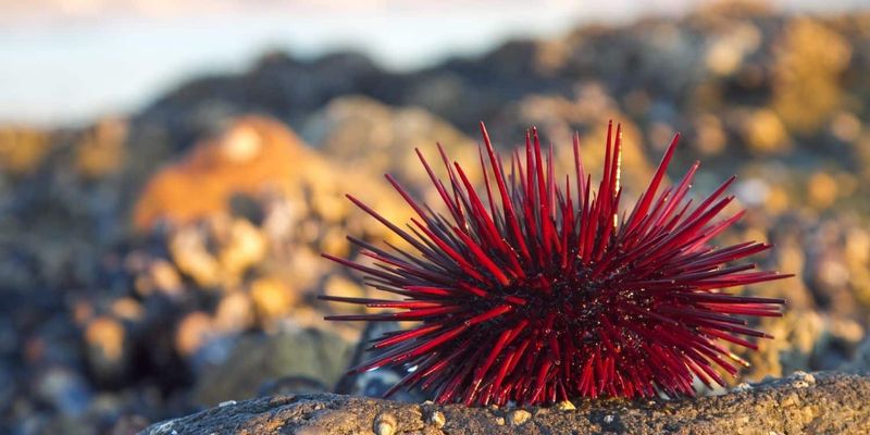 Red Sea Urchins: Spiny Ocean Survivors