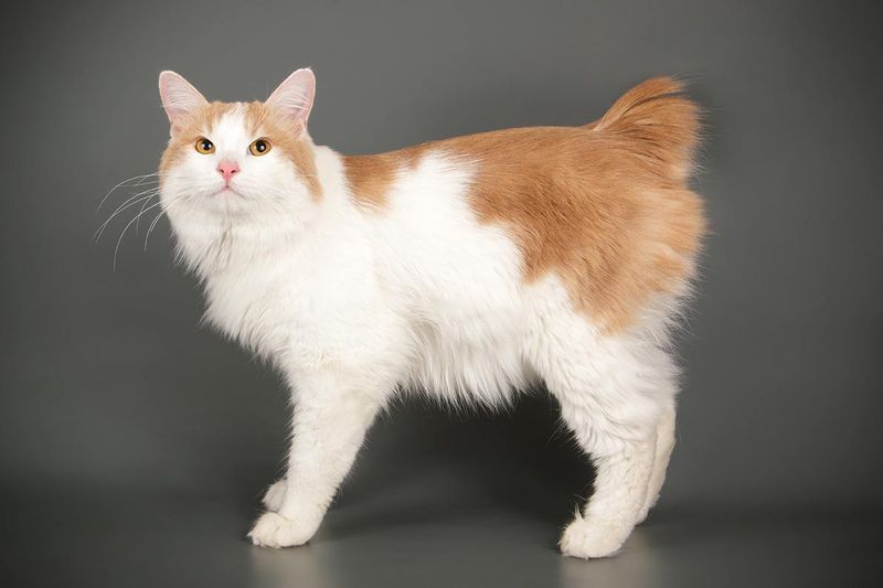 Bobtailed Kurilian Bobtail