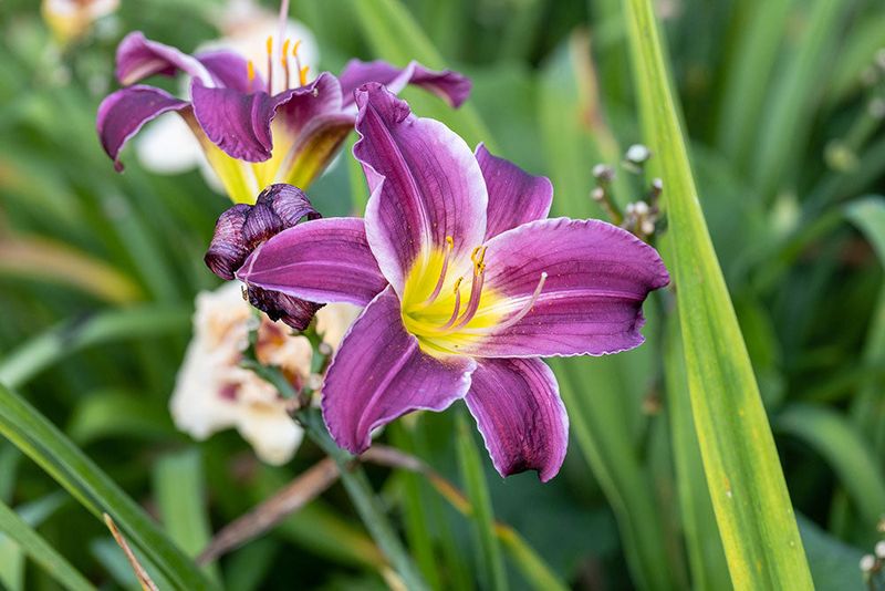 Daylily Delicacies