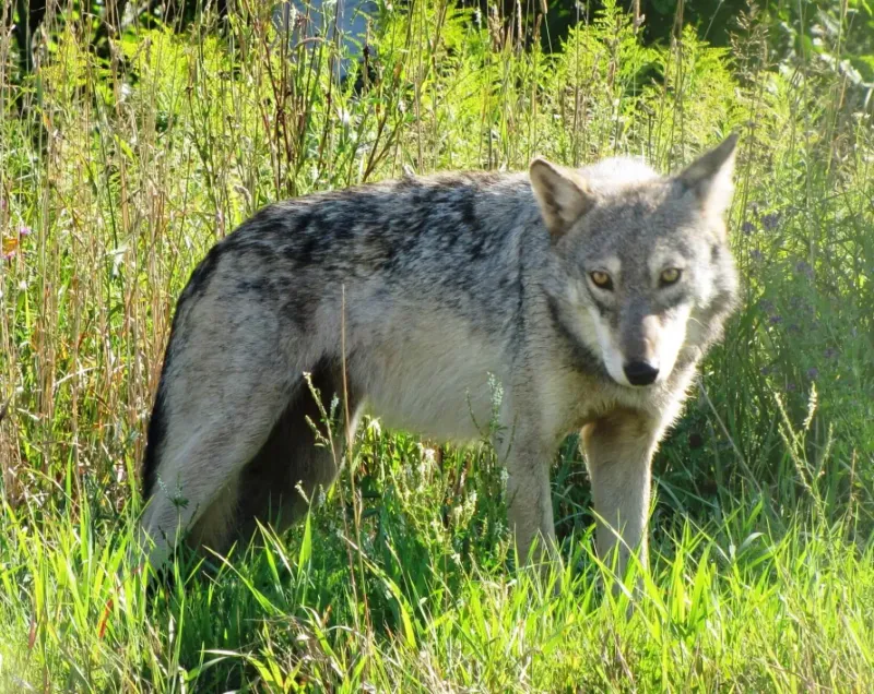 Great Plains Wolf – Prairie Powerhouse