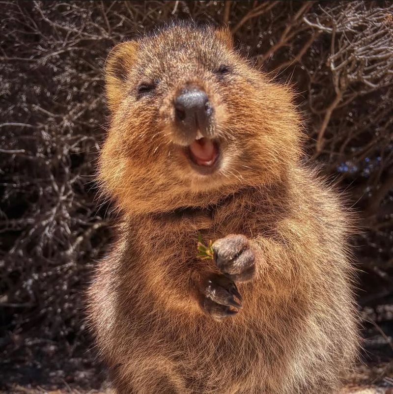 Quokka