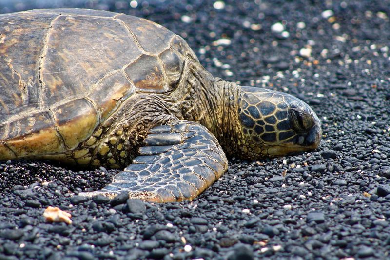Turtle Sunbathing Rituals