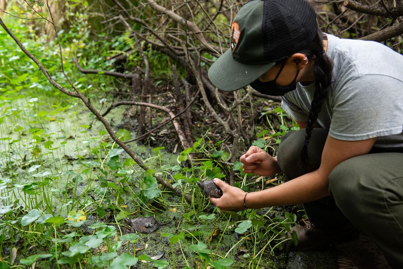 The Turtle Guardian Program