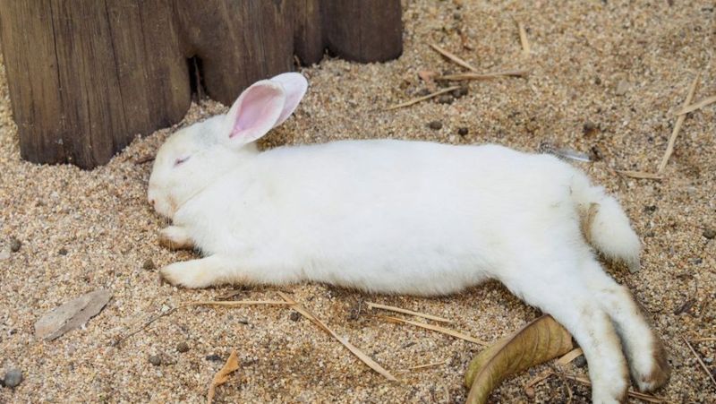 Rabbit