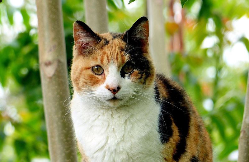 Calico