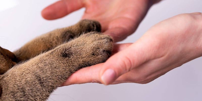 Allowing You To Touch Their Paws