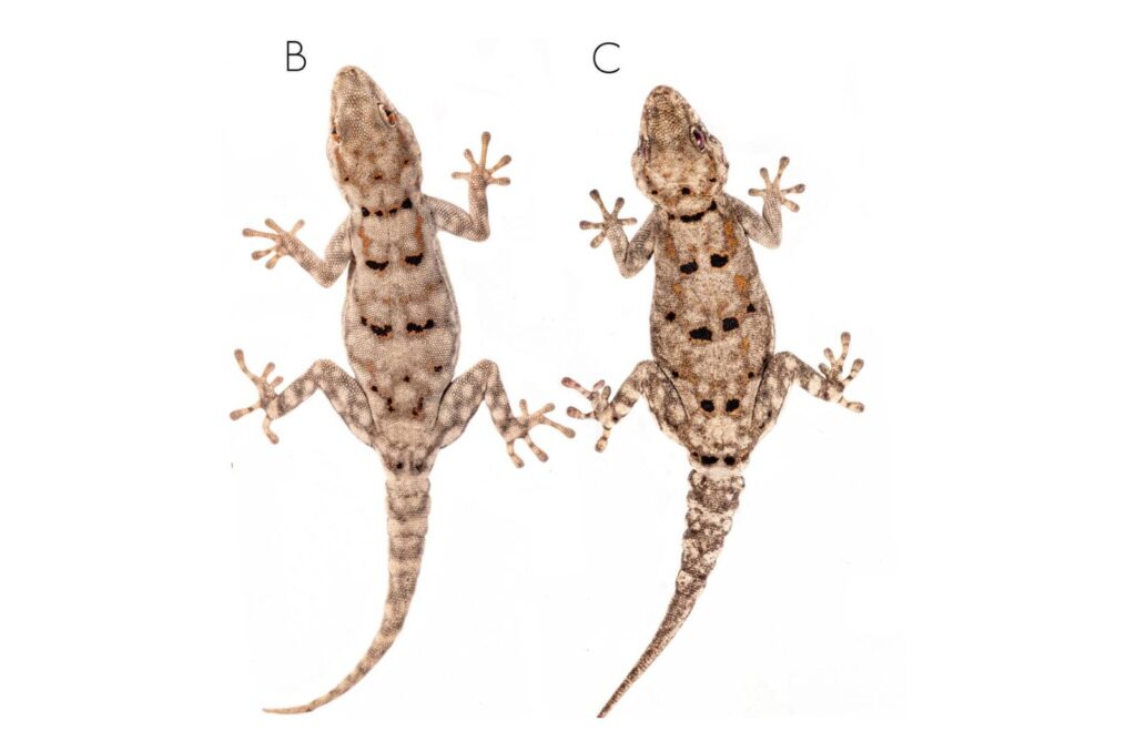 Two Rhoptropus megocellus, or large-spotted Namib day geckos