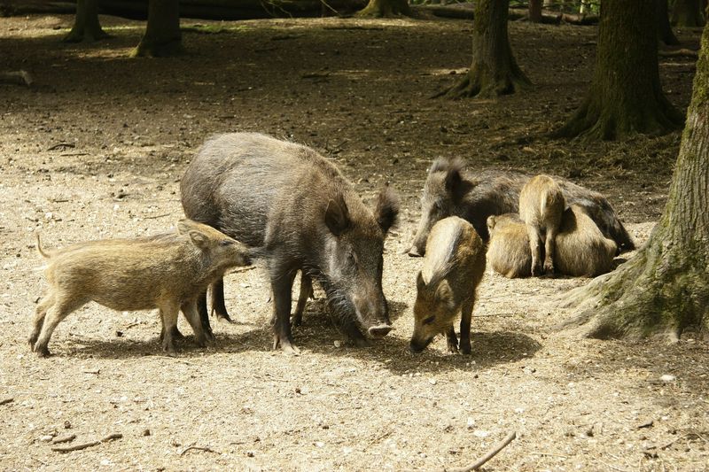 Feral Hogs' Rapid Population Growth