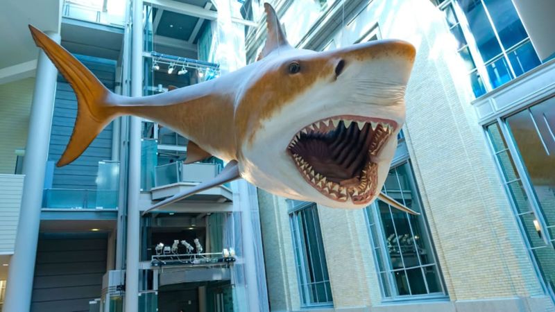 Dr. Jeremy Mccormack And The Zinc Isotope Study That Changed Our View Of Megalodon