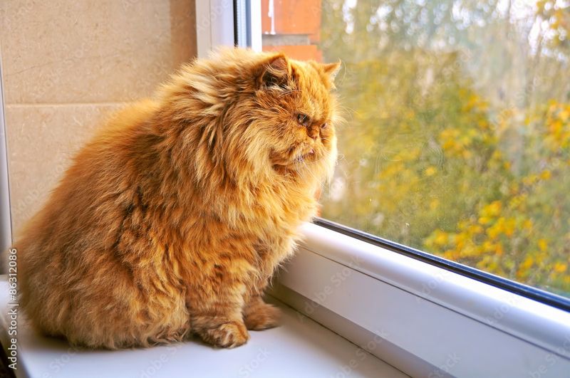 Window Gazing Therapy