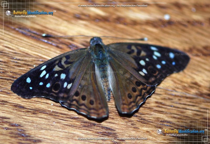 Medium-Sized Compared To Other Butterflies
