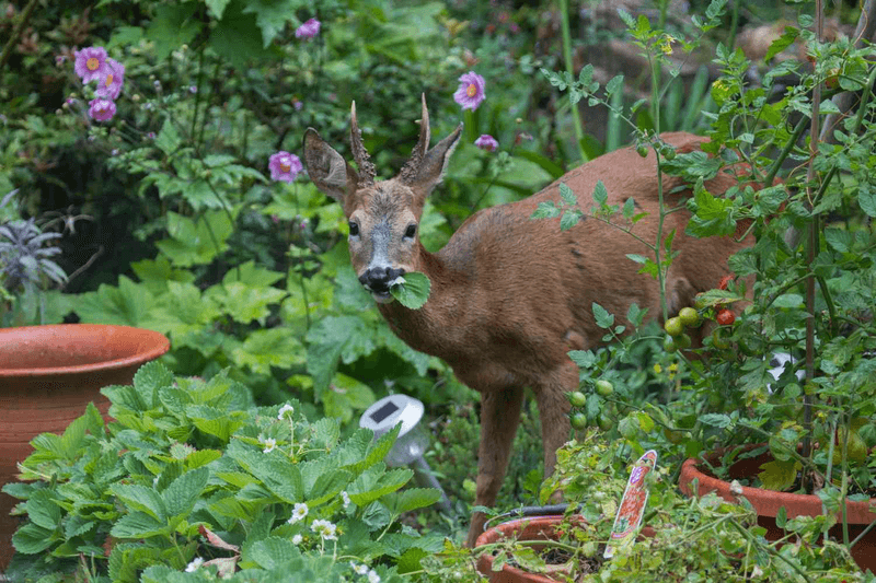 Responding To Deer Visitors