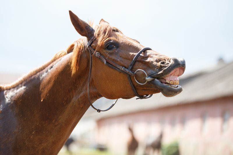 Why Horses Pin Their Ears Or Show Their Teeth