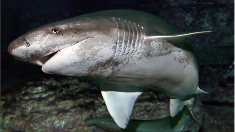 Sharks Have Multiple Gill Slits