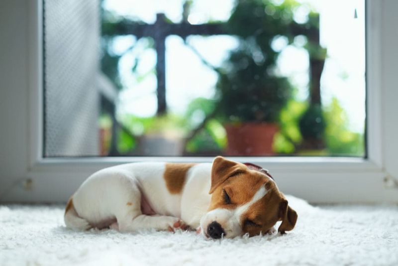 The First 3 Days: Helping Your New Dog Feel Safe And Secure