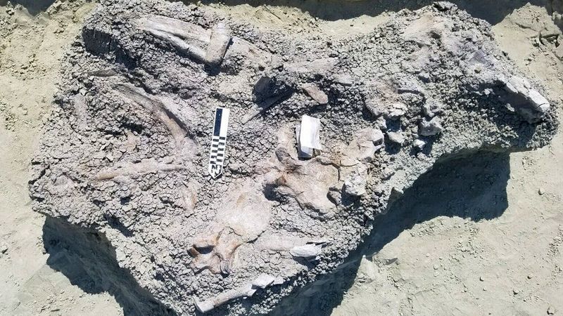 The Rich Fossil Deposits Of The Hell Creek Formation