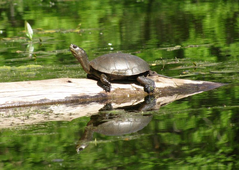 The Mystery Pond Discovery