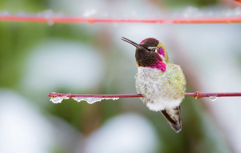 How Hummingbirds Survive The Winter