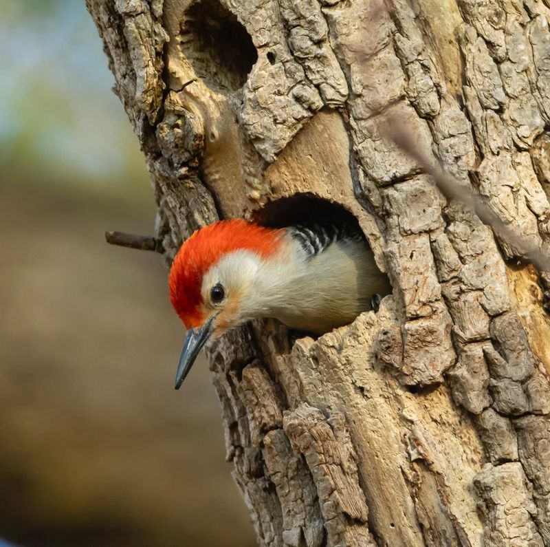 Adaptable Nesting Habits