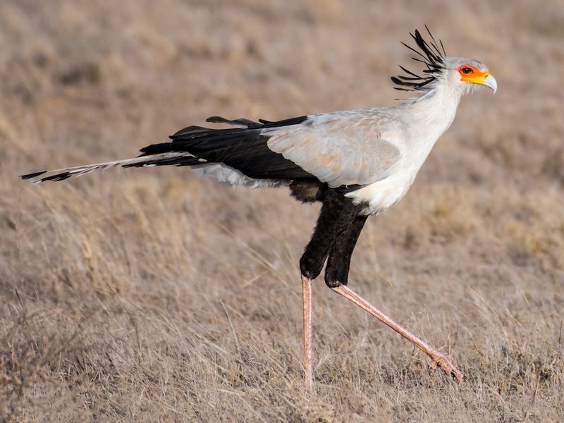 Threats And Conservation