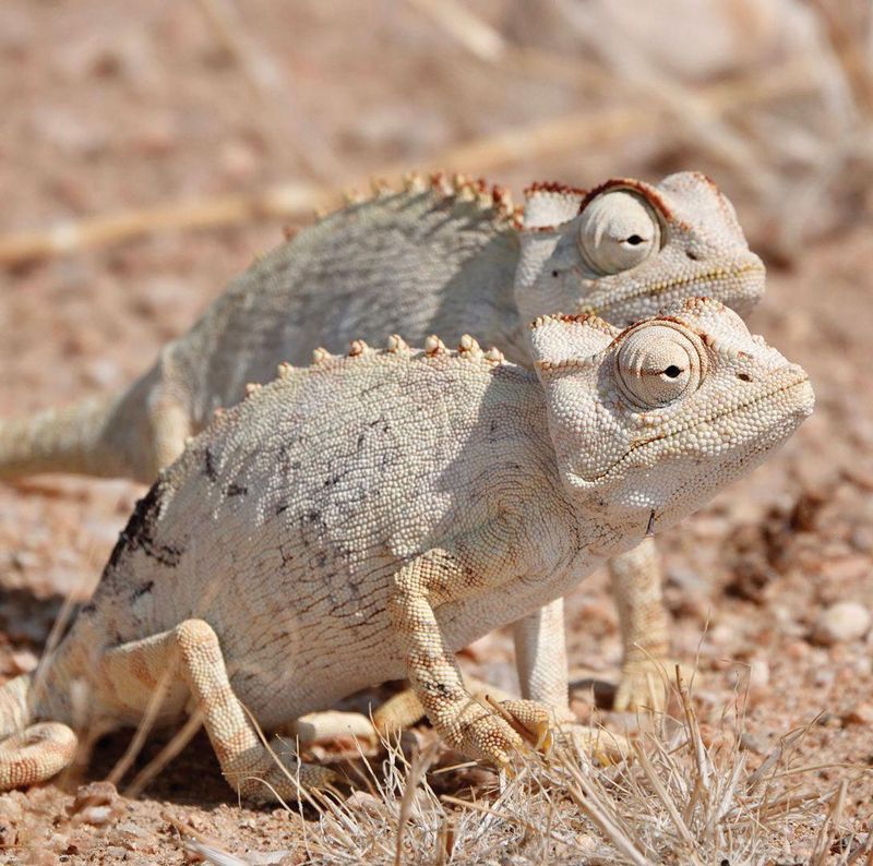 Conservation Status