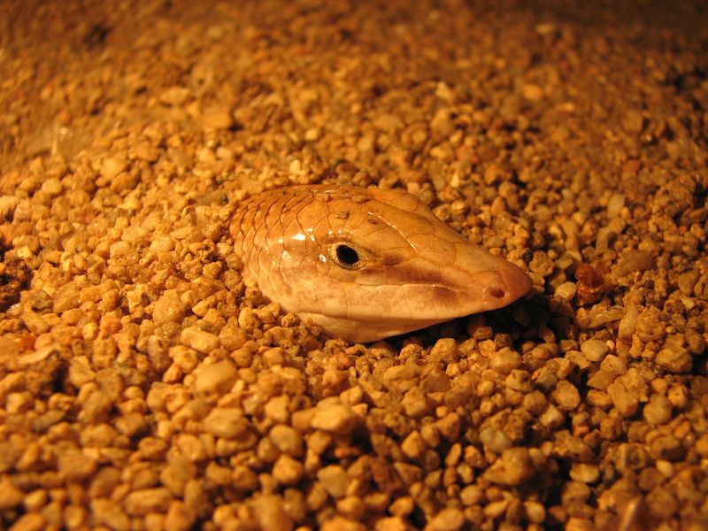 Camouflaged Appearance