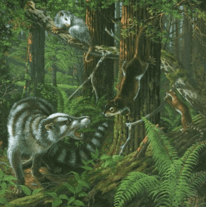 Why This Fossil Changes The Marsupial Family Tree