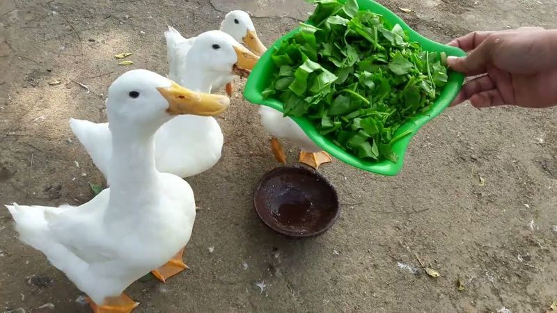 Leafy Greens