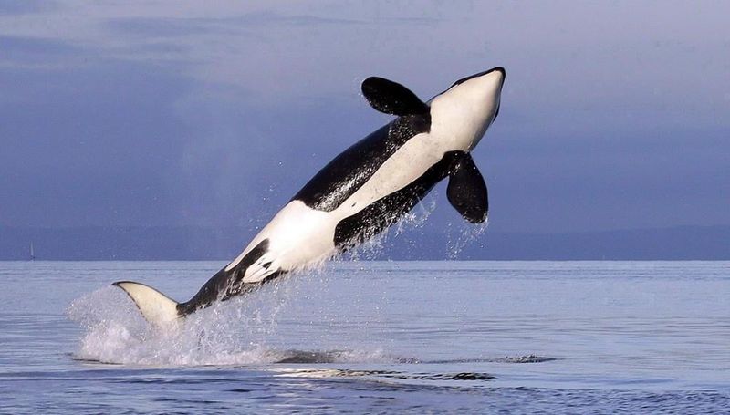What We Can Learn From The Playful Behavior Of Orcas