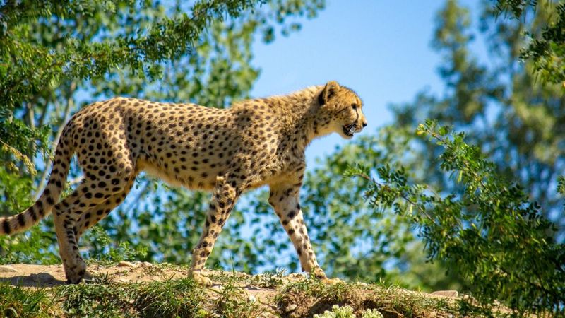 Fragmentation Of Cheetah Populations